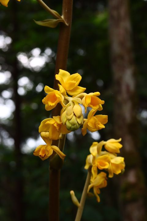 ▲明池森林遊樂區可見遍植的季節花卉。　圖：力麗觀光休閒事業集團╱提供