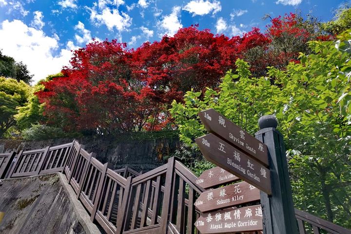 ▲梨山風景區楓之谷1956秘密花園7月13日起有條件開放。　圖：交通部觀光局參山國家風景區管理處╱提供