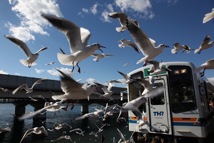 海鷗群瘋狂朝向列車飛來的原因，與「覓食」相關！　圖：寫真AC／來源