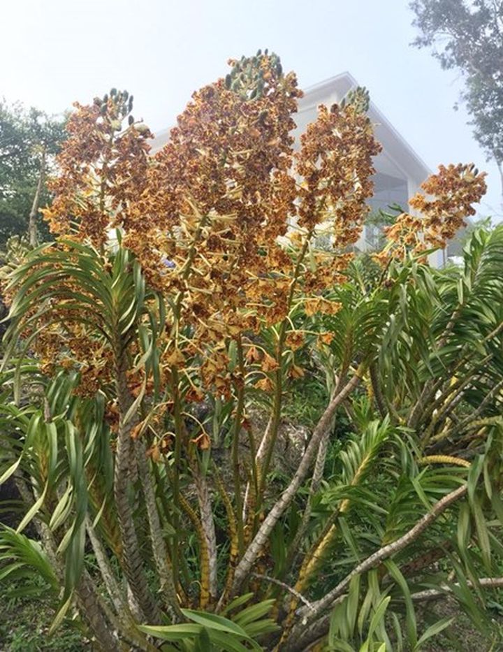 ▲日萊山是蘭花之鄉，虎蘭花盛開。　圖：日萊山植物園FB╱來源