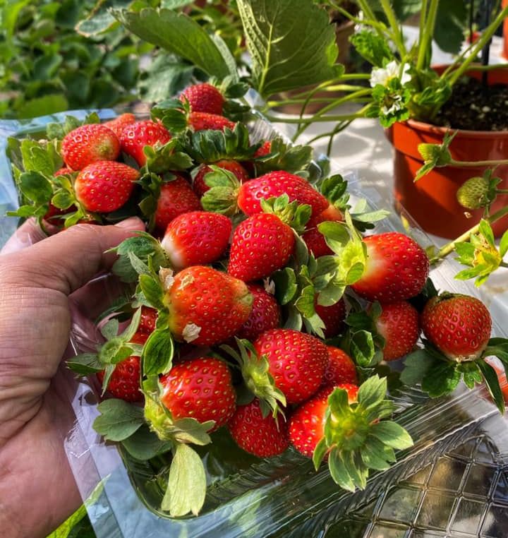 ▲日萊山草莓農場碩大的草莓。　圖：日萊山草莓農FB╱來源