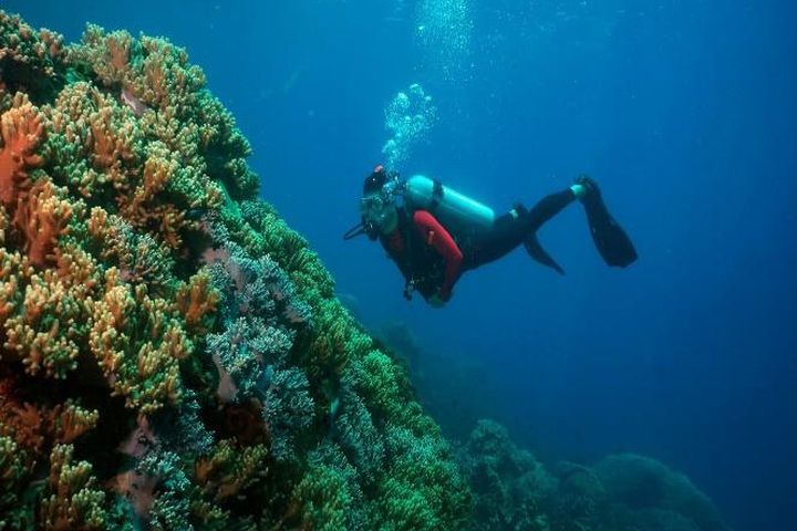 ▲天鵝島絢爛多彩的原始珊瑚群。　圖：馬來西亞觀光局╱提供