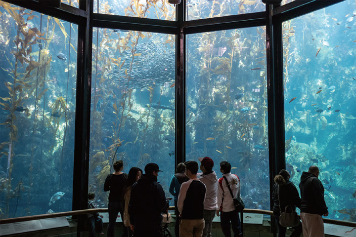 ▲超大水族箱讓人置身夢幻仙境。　圖：Shutterstock／來源