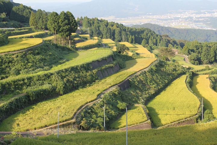 ▲有田町岳之梯田。　圖：元氣佐賀／提供