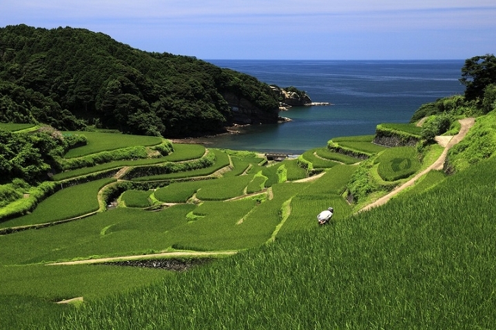 猶如絨毯般鋪展在濱野浦梯田的稻海景致，為6月下旬～8月中旬的限定美景。　圖：元氣佐賀／提供