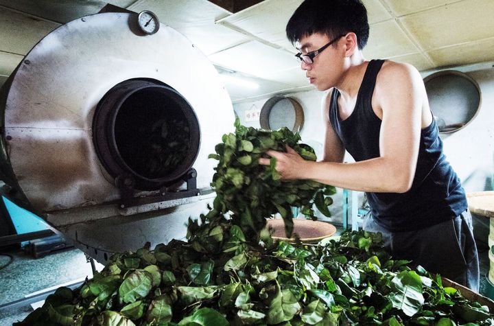 ▲木柵山區雲霧繚繞適合鐵觀音茶樹生長。　圖：臺北市政府觀光傳播局╱提供