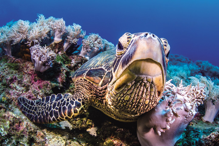 ▲小琉球是海龜重要的棲息地。　圖：大鵬灣國家風景區管理處／提供