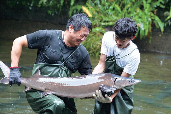 ▲近距離接觸碩大的鱘龍魚。　圖：台灣休閒農業發展協會