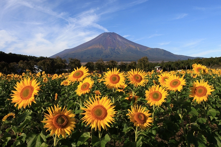 追向日葵也要很「日本」，富士山腳下的向日葵花海現正盛開中。　圖：写真AC／來源