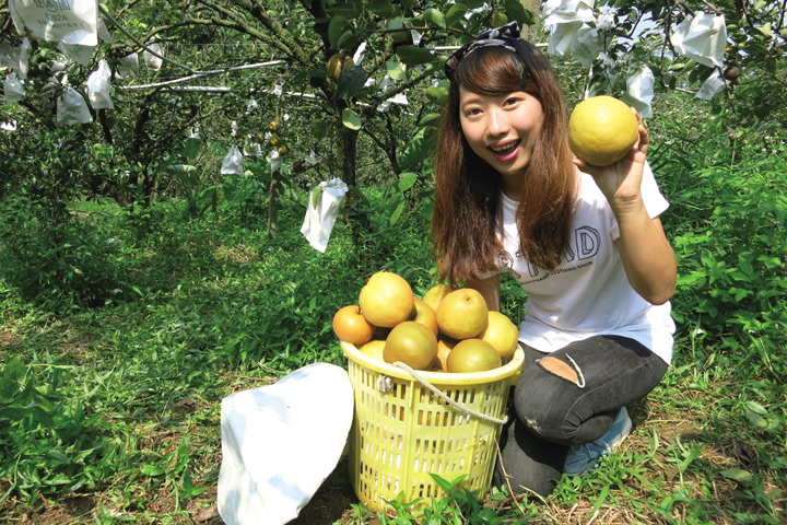 ▲梨子無農藥耕作能邊採邊吃。　圖：台灣休閒農業發展協會／提供