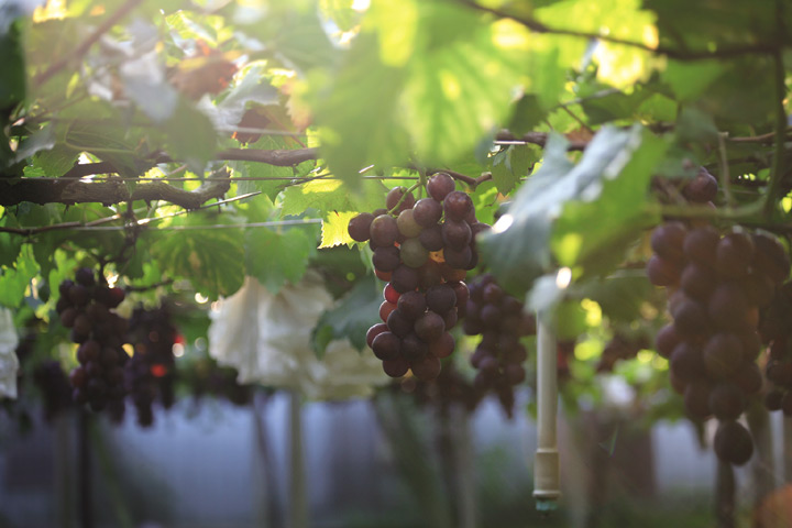 ▲碩大葡萄是園主心血結晶。　圖：台灣休閒農業發展協會／提供