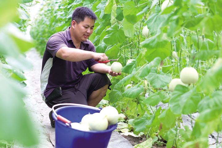 ▲牛奶香瓜溫室栽種果香迷人。　圖：台灣休閒農業發展協會／提供