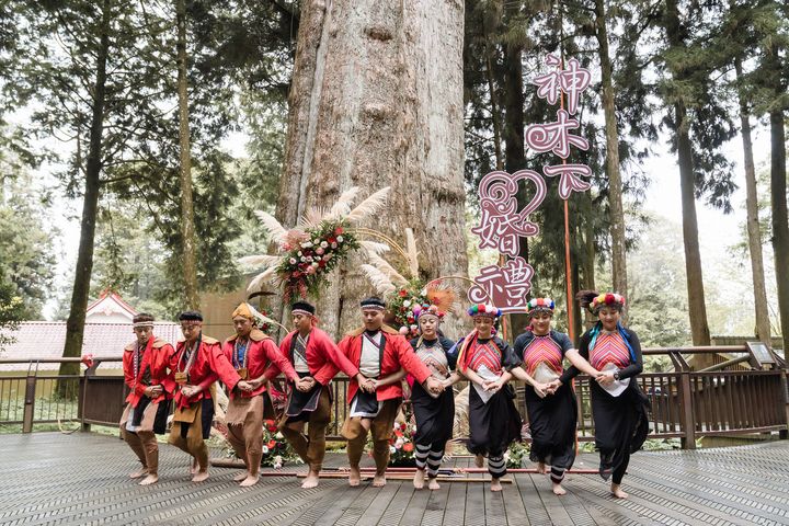 ▲神木下證婚祝賀表演。　圖：交通部觀光局阿里山國家風景區管理處／提供