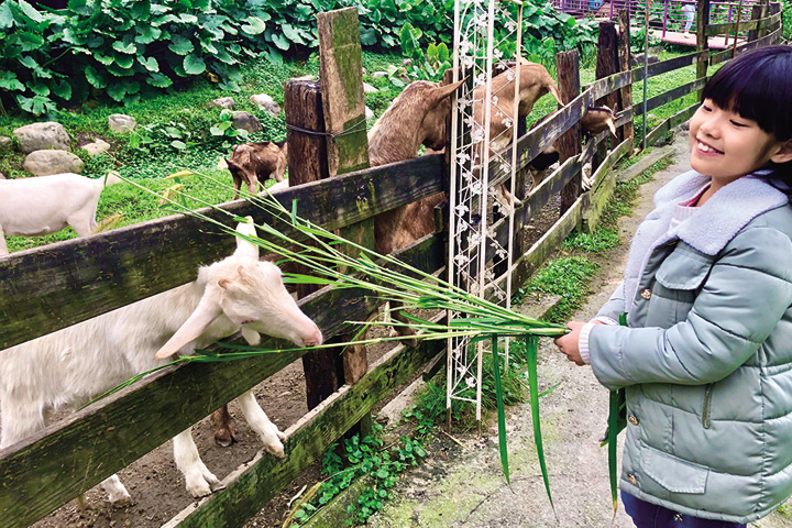 ▲近距離餵食可愛動物。　圖：台灣休閒農業發展協會／提供