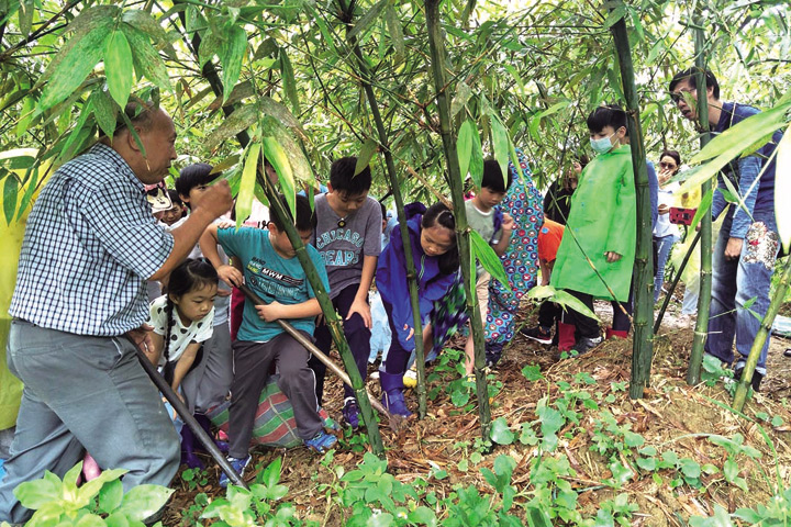 ▲進入竹林體驗挖竹筍。　圖：台灣休閒農業發展協會／提供