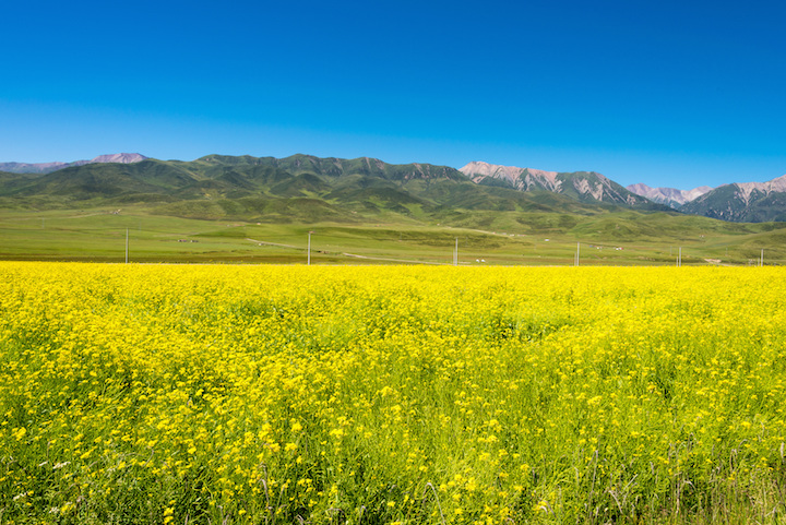 ▲祁連山草原擁有廣袤的油菜花田。　圖：Shutterstock／來源