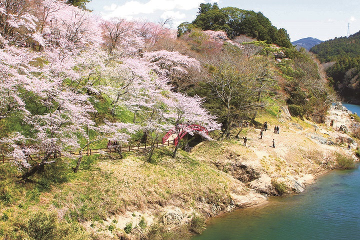 ▲櫻淵公園。　圖：愛知縣(東三河總局)／提供