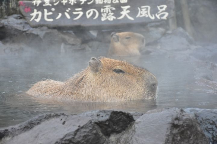 ▲伊豆仙人掌動物公園冬季才能觀賞到的水豚泡湯。　圖：美好伊豆創造中心／提供