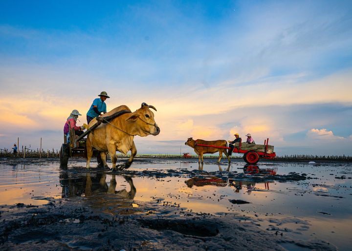 ▲彰化獨有乘坐海牛車採蚵，是全台獨一無二旅遊體驗。　圖：彰化縣政府城市暨觀光發展處／提供