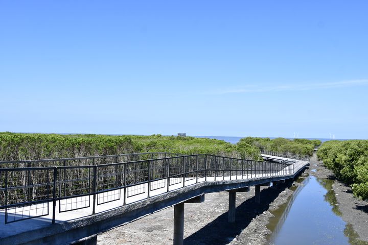 彰化芳苑濕地紅樹林海空步道正式啟用。　圖：彰化縣政府城市暨觀光發展處／提供