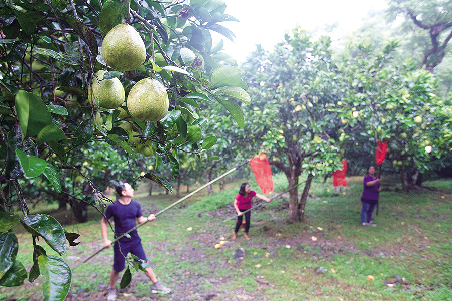 ▲柚子幾乎不管理，甜度來自大地，自然有機，樹形也較高。　圖：台灣休閒農業發展協會