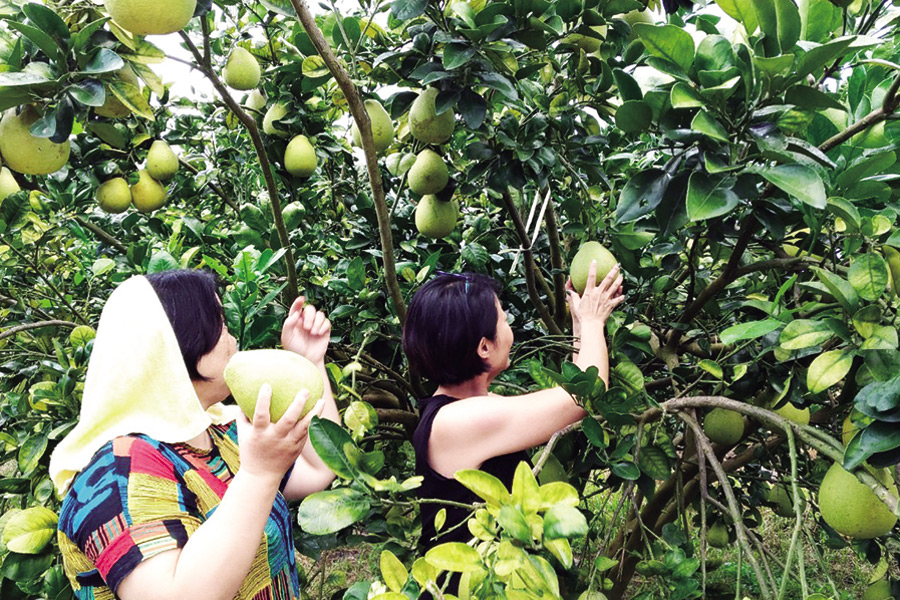 ▲由於瑞穗居民都種植文旦，因此在當地隨處可見柚子園。　圖：台灣休閒農業發展協會