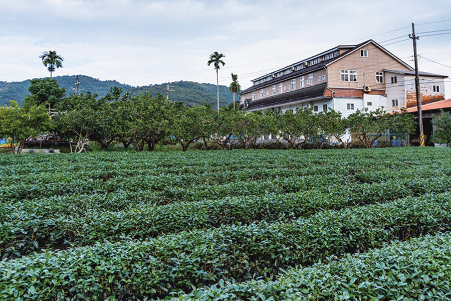 ▲芳岳茶園位於宜蘭最美麗的中山休閒農業區裡。　圖：台灣休閒農業發展協會