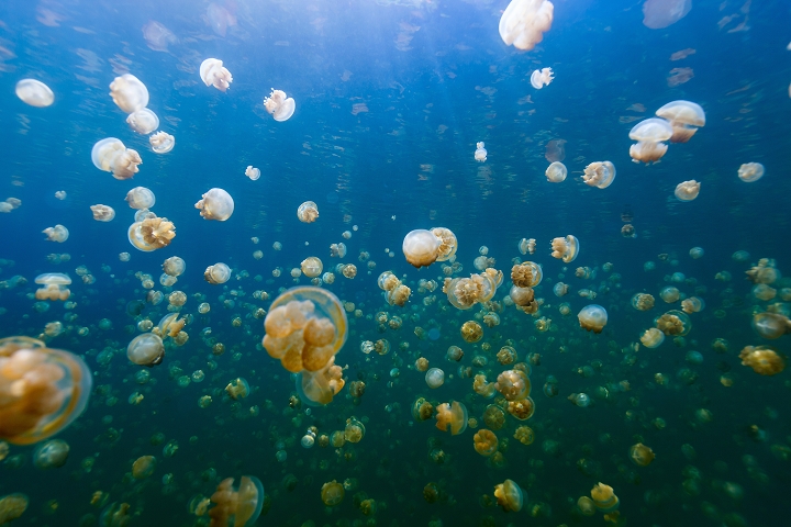 ▲帛琉知名景觀-水母湖。　 圖：shutterstock／來源