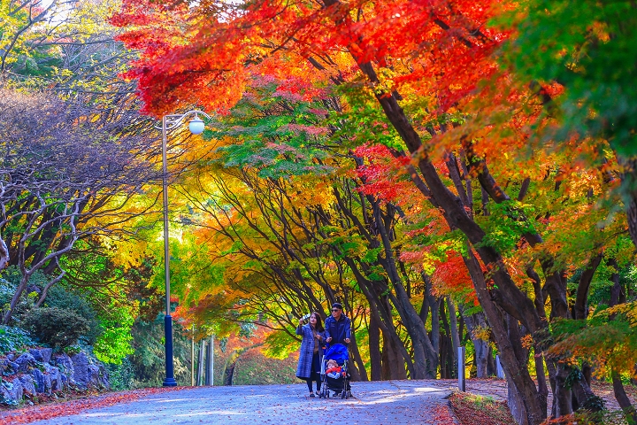 ▲紫山公園秋日有絢爛景致。　圖：韓國-麗水市／提供