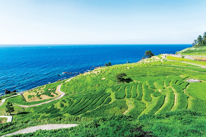 ▲夏天綠油油的千層梯田與蔚藍大海相映成趣。  圖：石川縣觀光連盟／提供