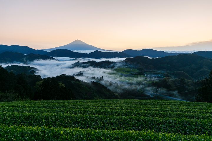 靜岡找茶趣 駿河茶園仙境品好茶