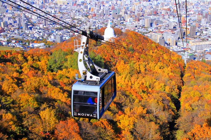 10月中旬至10月下旬是藻岩山紅葉最佳欣賞期。　圖：中村昌寛／提供