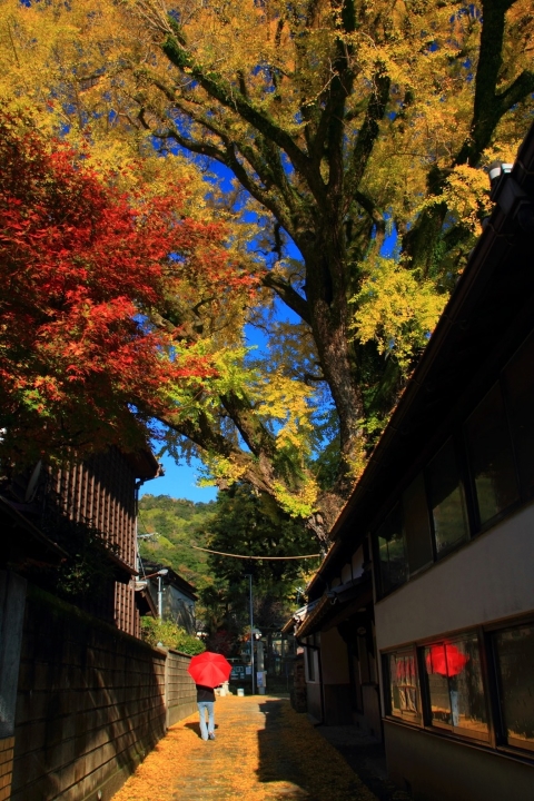 ▲泉山弁財天神社的大公孫樹。　圖：有田觀光協會／提供