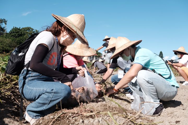 ▲汪汪地瓜園挖地瓜體驗。　圖：北海岸及觀音山國家風景區管理處／提供