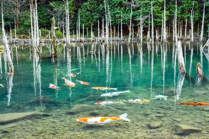 宛如畫作般的「蒼霧鯉池」位於日本山口縣，是近年來超夯的秘境景點！　圖：風待人さん／來源