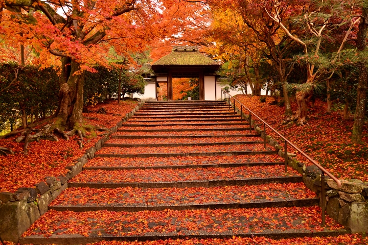京都紅葉名所「安樂寺」。　圖：京都ブライトンホテル／來源