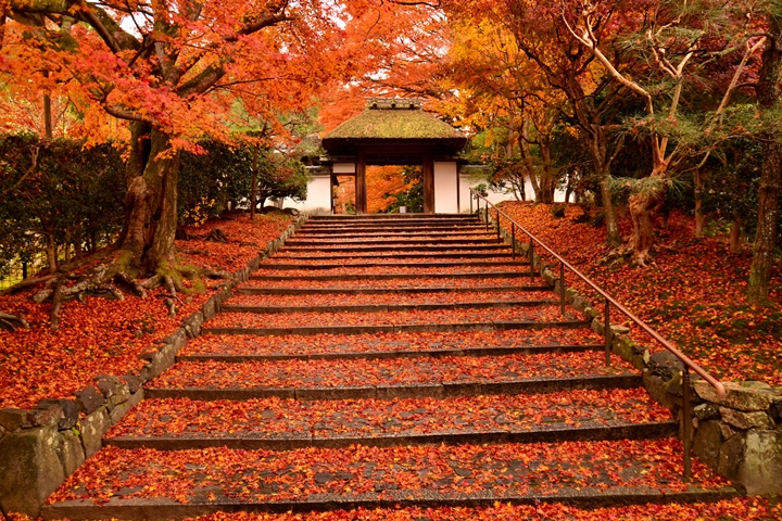 包場紅葉寺院任你遊 京都紅葉季最強住宿方案 旅奇傳媒 Tr Omnimedia