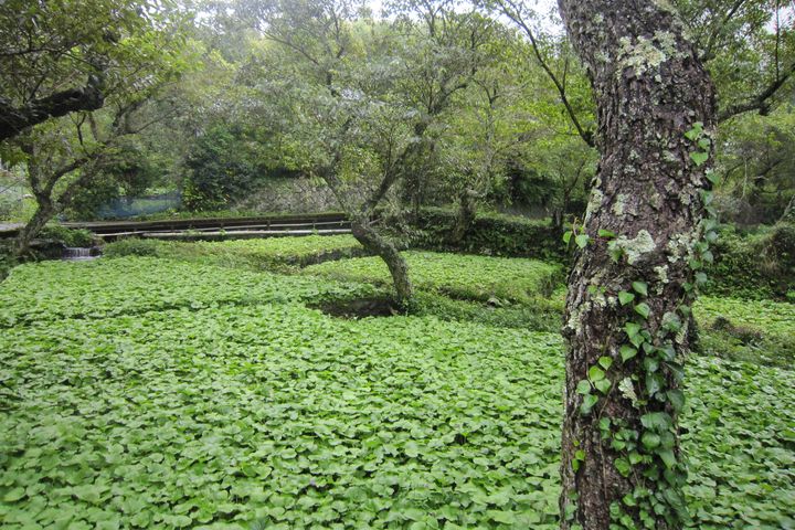 ▲河津以盛產高品質的山葵聞名，此為山葵田。　圖：美好伊豆創造中心／提供