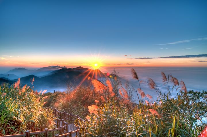 阿里山茶園，翠綠茶園讓人著迷。　圖：shutterstock／來源