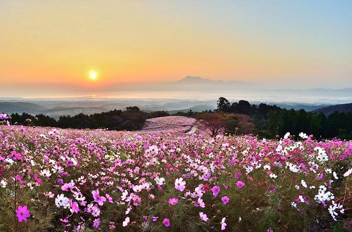 ▲白木峰高原春秋兩季都是賞花勝地，以大海跟高山為背景的花田更顯壯觀。　圖：長崎縣觀光連盟／提供