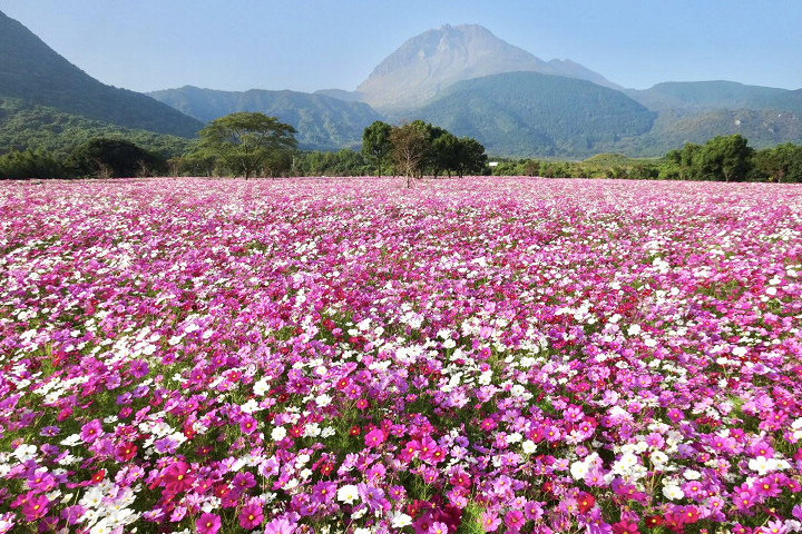 ▲島原火張山花公園後方為日本最新形成高山「平成新山」。　圖：長崎縣觀光連盟／提供