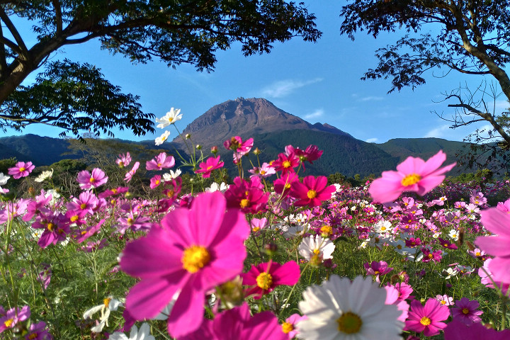 島原火張山花公園是當地知名的賞花勝地。　圖：島原觀光局／提供