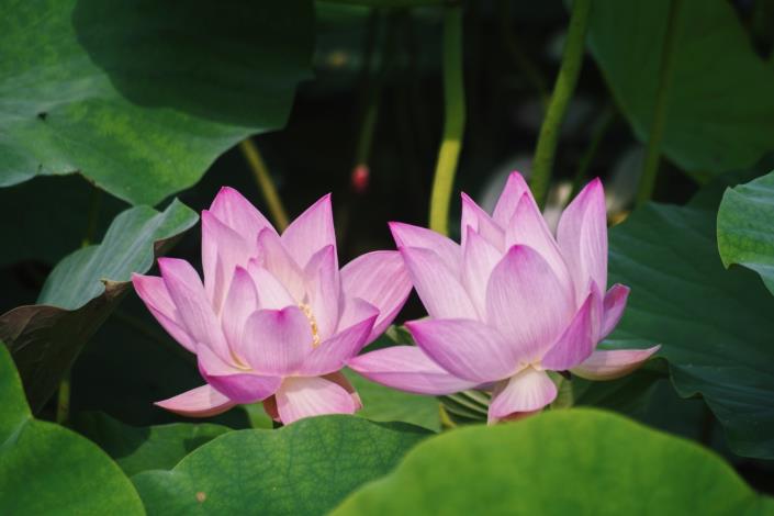 ▲白河盛開的蓮花。　圖：交通部觀光局西拉雅國家風景區管理處／提供