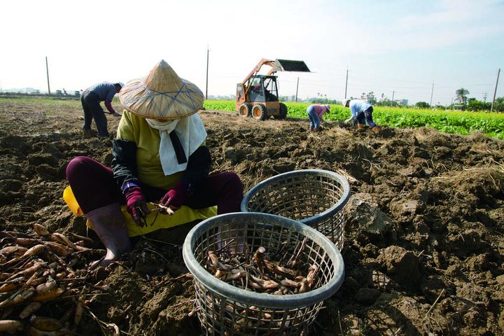 ▲農家忙著挖蓮藕的景致。　圖：交通部觀光局西拉雅國家風景區管理處／提供