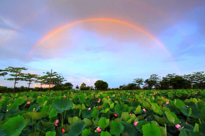 【暢遊西拉雅】白河蓮花小鎮 農村田園輕旅行