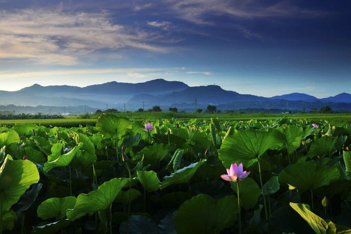 白河蓮花盛開的景致。　圖：交通部觀光局西拉雅國家風景區管理處／提供