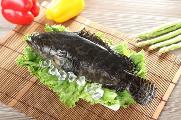 石斑魚肥美又營養，還有組合優惠。　圖：漁業署／提供 