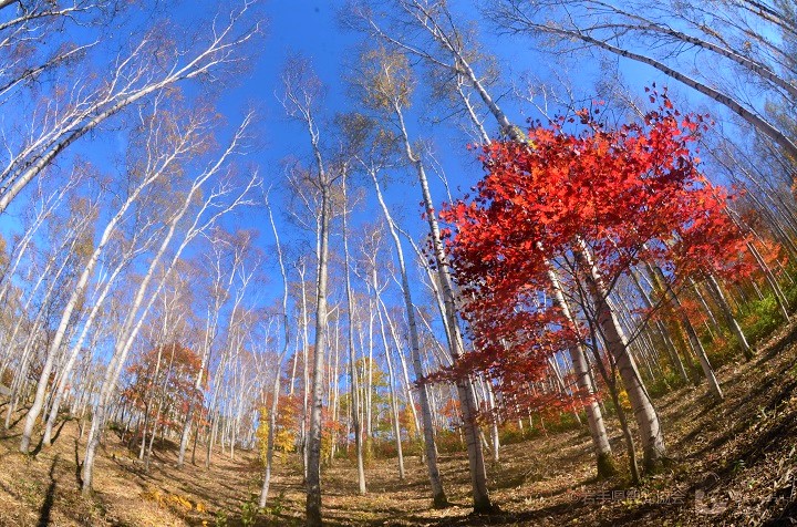 岩手縣久慈市的平庭高原擁有日本最美的白樺森林，搭上秋天紅葉尤其動人。　圖：岩手縣觀光協會/提供