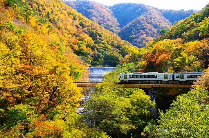 被稱為秘境鐵道的JR山田線，紅葉季節絕美動人。　圖：岩手縣觀光協會 / 提供