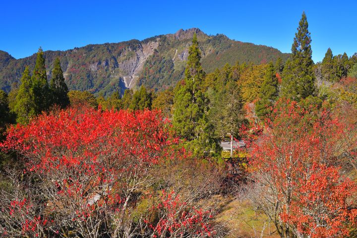 ▲俯瞰沼平公園。　圖：阿里山林業鐵路及文化資產管理處-黃源明108年12月攝／提供